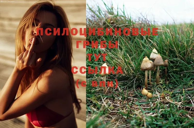 Галлюциногенные грибы Psilocybe  Берёзовский 